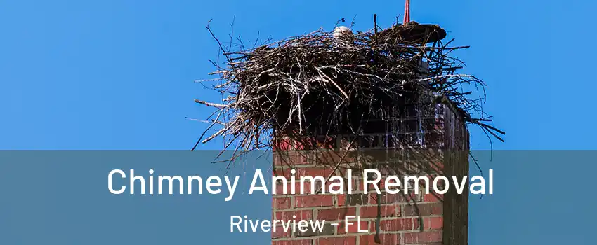 Chimney Animal Removal Riverview - FL
