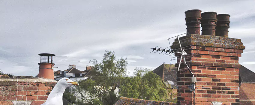 Chimney Cleaning And Restoration in Riverview, Florida